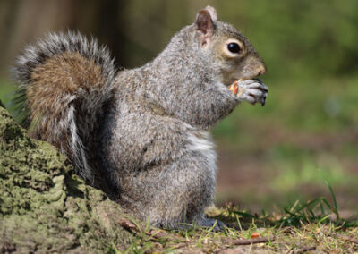 How to Get Squirrels Out of Your Home’s Attic: A Comprehensive Guide