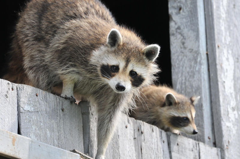 baby-raccoon-wildlife-wild