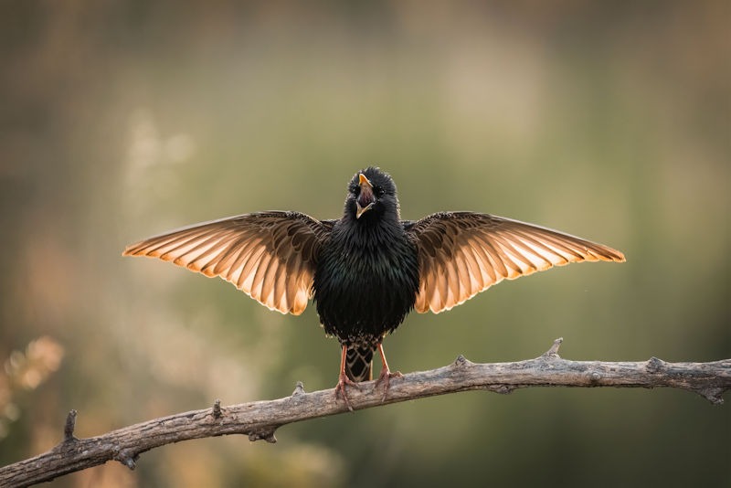 Unveiling the Mystery: Why Birds Nest in Dryer Vents and Foolproof Prevention Tips