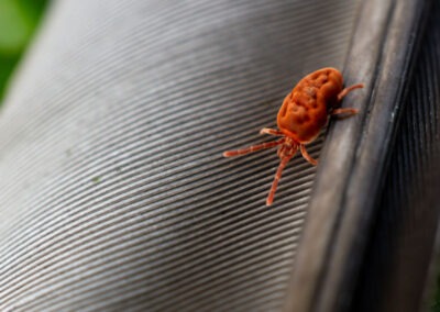 Unveiling the Mystery: Bird Mites in Your Home and How Wildlife Removal Can Help