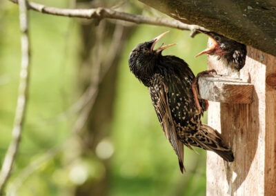 Avian Intruders: Unraveling the Hidden Dangers of Birds in Your Home