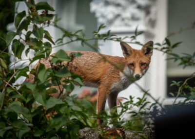 Harmony in the Concrete Jungle: Navigating the Rise of Urban Foxes Through Impact Management and Humane Removal